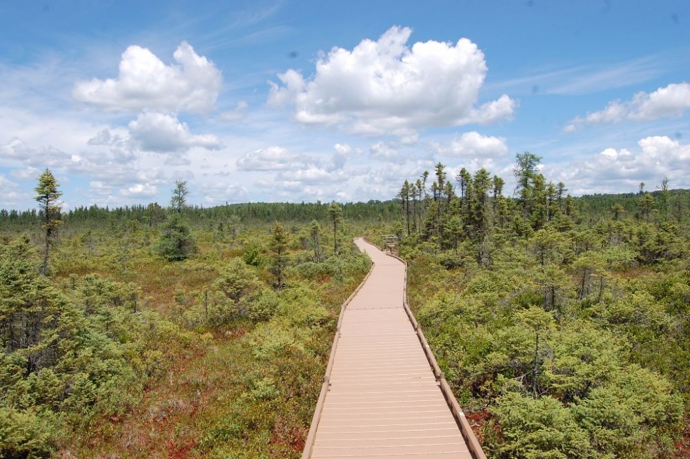 Orono Bog Walk