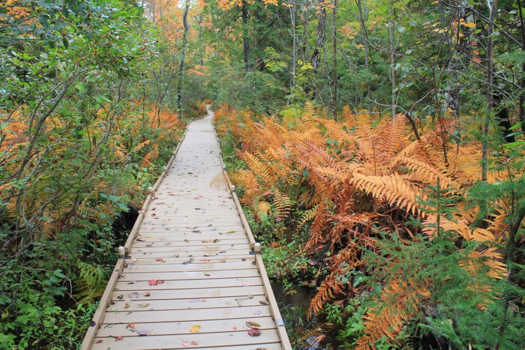 Credit: Orono Bog Walk in Orono, Maine